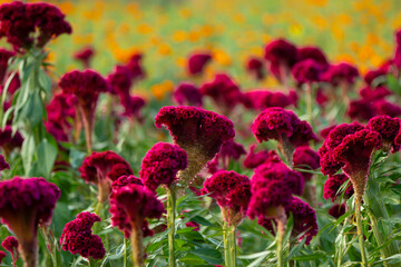 Flor mano de león