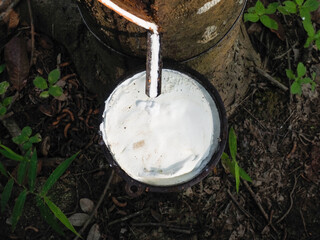 The rubber tree in the garden has a rubber cup.  It consists of white latex and has a lump of rubber in the cup.