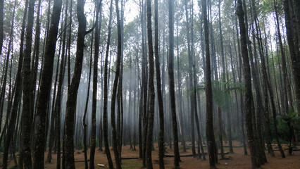 The morning beauty of camping: the gentle sunlight piercing through the thin mist that surrounds the wilderness