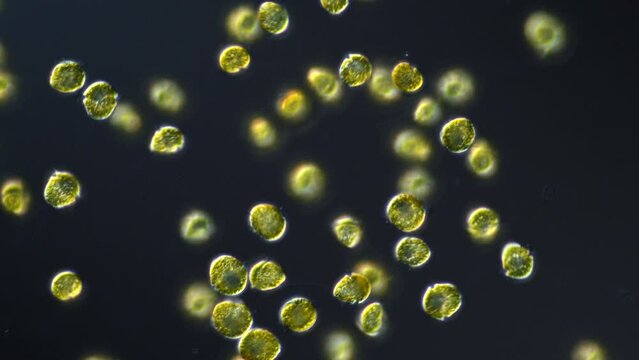 Microbes called Dinoflagellates under the microscope swimming in a drop of water. 