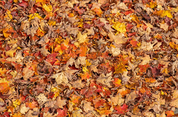 A full horizontal pile of colorful autumn leaves. The color of the leaves vary from yellow, orange, brown, red and other fall leaves colors in New England.