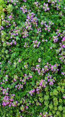 Tiny purple flowers on a bed of green ground cover. 