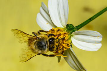 bumble bee with broken wings on yellow flower