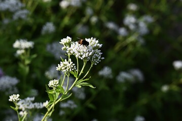 Thoroughwort (Eupatorium japonicum) flowers. Asteraceae perennial plants. Small whitish flowers...