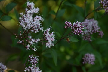 Thoroughwort (Eupatorium japonicum) flowers. Asteraceae perennial plants. Small whitish flowers bloom at the tips of stems from late summer to autumn. It has medicinal properties.