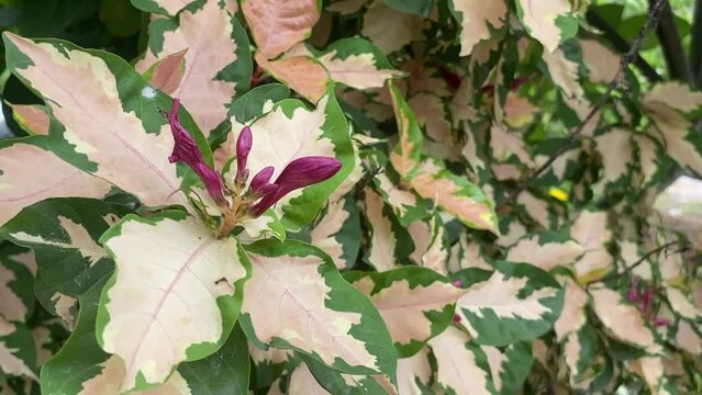 beautiful green Graptophyllum pictum leaves in the autumn season