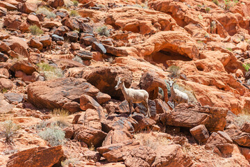 Mountain goats in Zion National Park