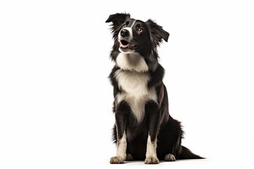 Fototapeta premium Panting young Black and white Border collie sitting and looking up, One year old, Isolated on white : Generative AI
