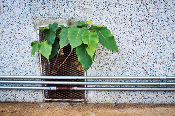 Trees growing out of buildings