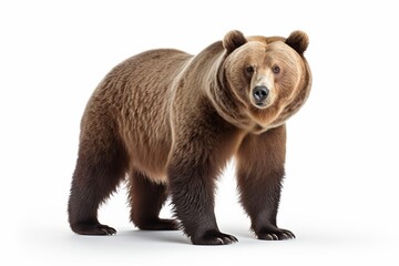 Obraz premium Bear on white : Generative AI