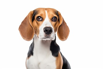 beautiful beagle dog isolated on white : Generative AI