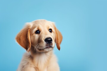Beautiful golden retriever puppy dog isolated on blue background. dog studio portrait. front view . : Generative AI