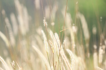 Fototapeta premium Thatch grass with blurred background with warm temperature