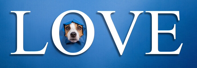 Funny jack russell terrier leans out of a hole on a blue paper background. Lettering love. 