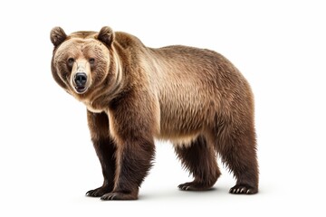 Obraz premium Bear on white : Generative AI