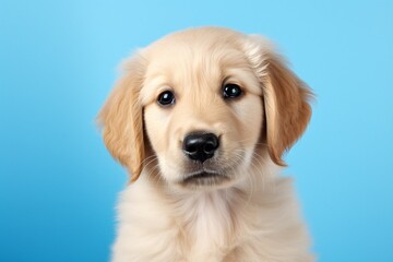 Beautiful golden retriever puppy dog isolated on blue background. dog studio portrait. front view . : Generative AI