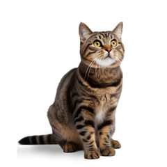 side view, a cute brown tabby cat is sitting in front of a transparent background, looking up with wide-open eyes.