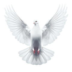 pigeon white flying isolated open wings for background  bird peace