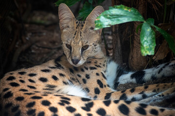 Close-up portrait of a Serval cat