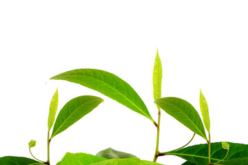 fresh green leaves Green tea leaf or leaves isolated cut out on transparent background,PNG format 