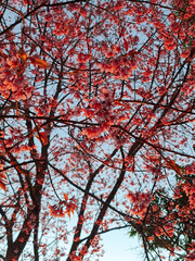 Thai sakura trees at the dawn time