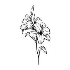tulip flower hand drawn