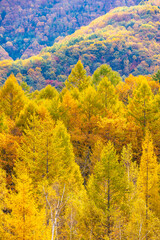 Fototapeta premium autumn forest in the mountains