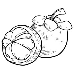 mangosteen fruit handdrawn illustration 