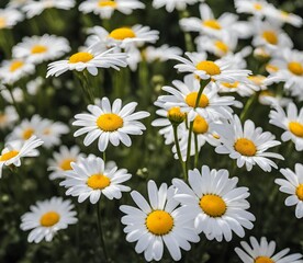 Fototapeta premium Many white daisy in the garden during the morning with sunlight