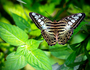 Monarch butterfly parked on the flower stalk in the sunny morning in the garden