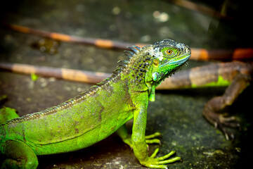 Lizard families together is looking to the future so cute when watching them in zoo