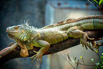 Lizard families together is looking to the future so cute when watching them in zoo