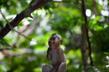 Fototapeta premium 可愛いサル 