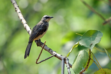 Yellow vented bulbul on a tree branch