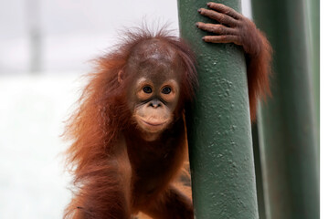 Close-up of an Orangutan in captivity © DS light photography