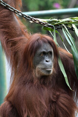 Close-up of an Orangutan in captivity © DS light photography