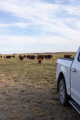 Cattle following pickup in rural Eastern Washington 