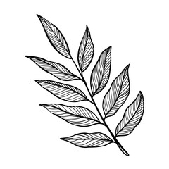 leaf  handdrawn textured 