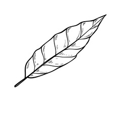 leaf handdrawn textured illustration 