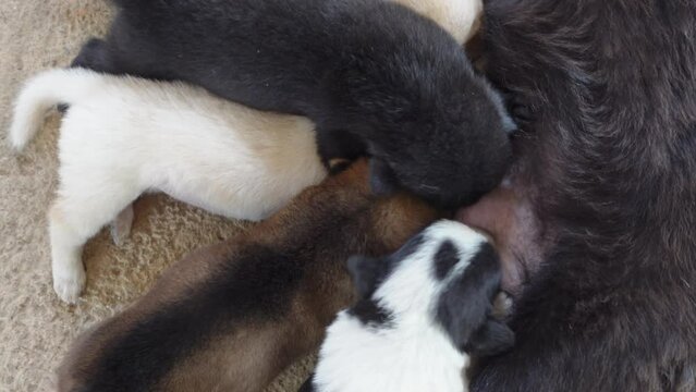 puppies drink milk from their mother