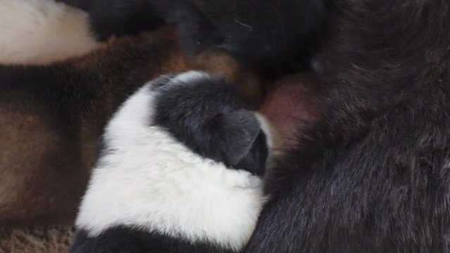 puppies drink milk from their mother