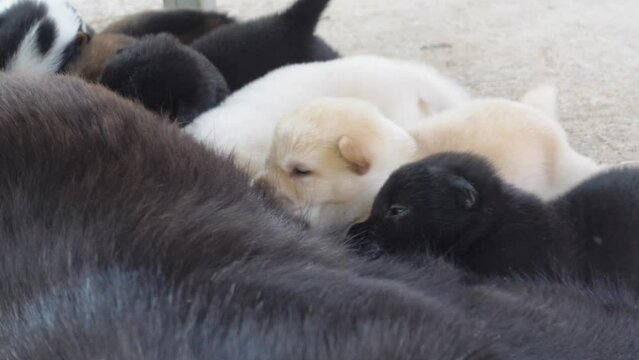 puppies drink milk from their mother