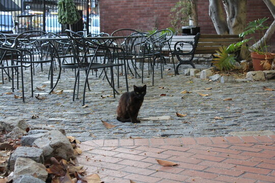 Black Cat