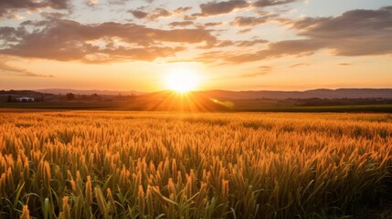A stunning sunrise over a field of wheats, symbolizing the new beginnings and blessings - obrazy, fototapety, plakaty