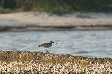 Eurasian Wimbrel perched on a rock near sea shore