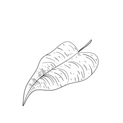 leaf handdrawn illustration 