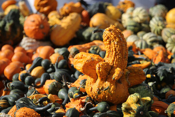 An ugly pumpkin gourd among a variety of pumpkins for sale, at a local farm fair in Media, suburb of Philadelphia, Pennsylvania