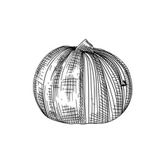 pumpkin hand drawn