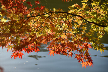 秋の日本の風景　池と真っ赤な紅葉