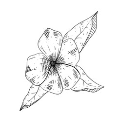 flower summer hand drawn